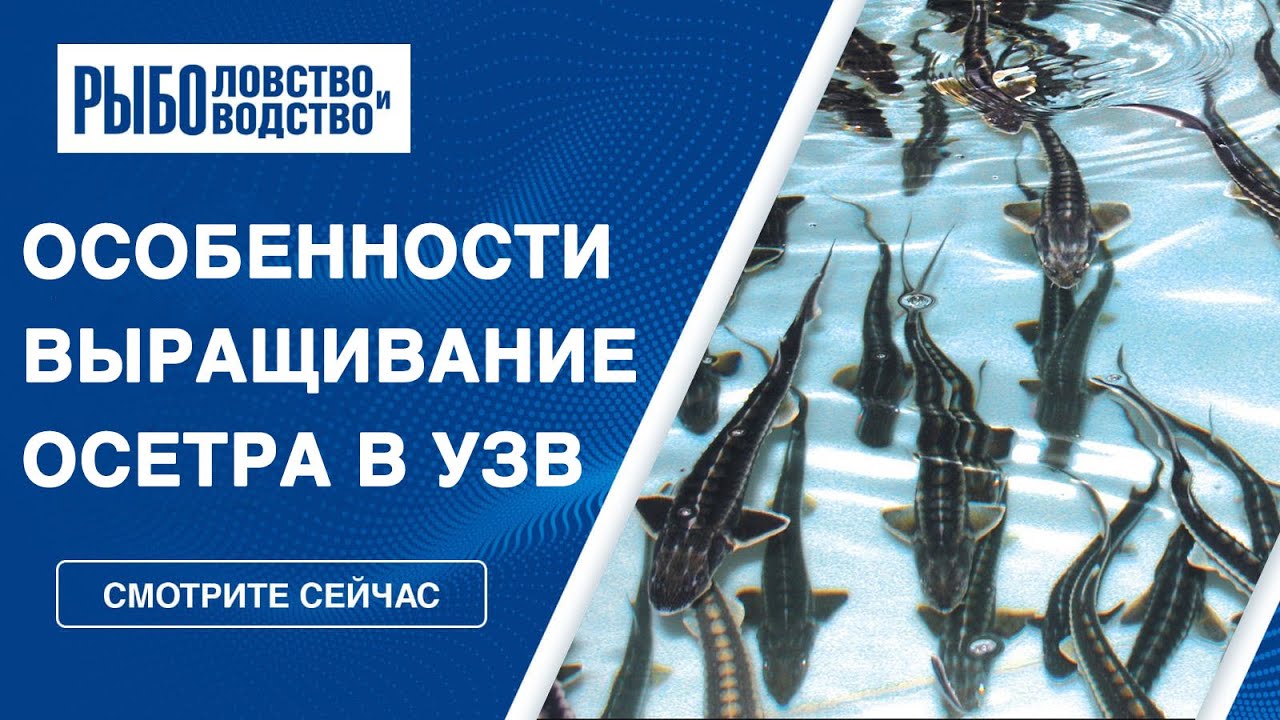 Особенности выращивания осетра в УЗВ. Топ-11 советов для бизнеса.