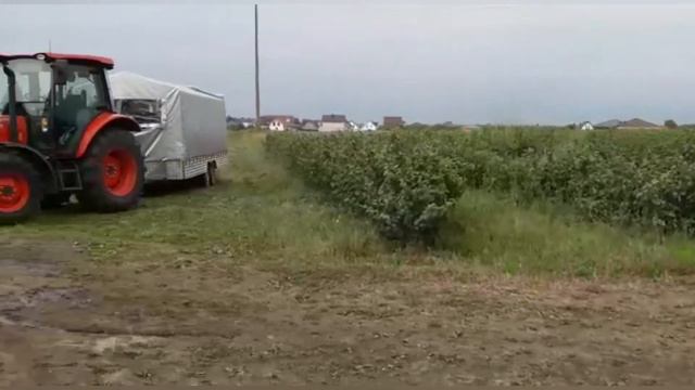 КЛУБНИКА СОЗРЕЛА! СОБИРАЕМ И СКОЛЬКО ПЛАТИМ