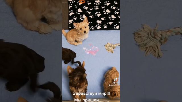 Мои любимки смотреть онлайн