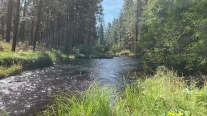 Звуки летнего леса, Пение птиц, кукушка, Шум реки,плеск воды.Звуки природы для сна,отдыха,медитации