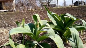 Первая зелень в огороде