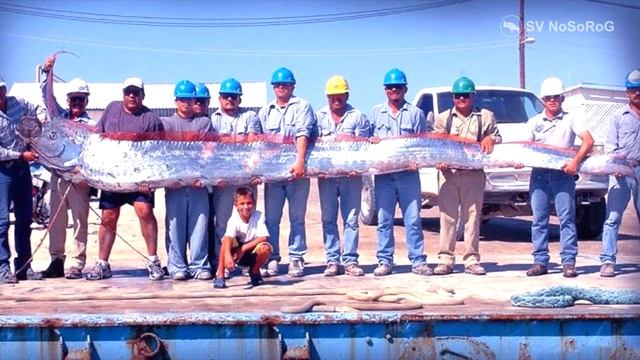 Сельдяной король или ремень-рыба смотреть онлайн