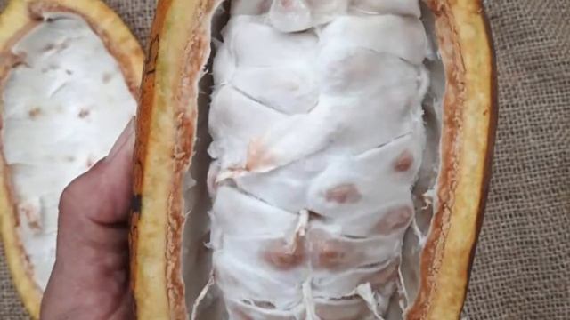 Какао бобы для шоколада смотреть онлайн