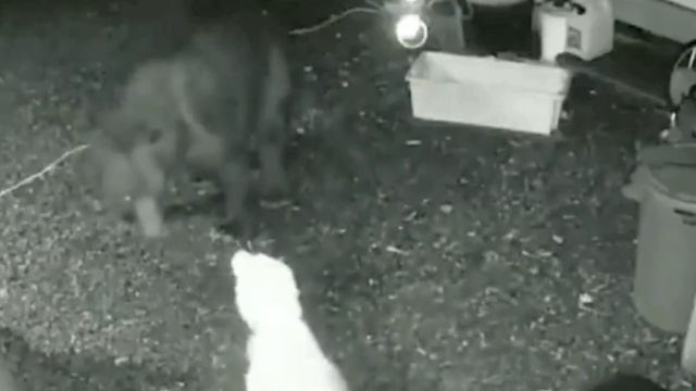 С сердцем льва. Тестовые испытания прошёл. #shorts смотреть онлайн