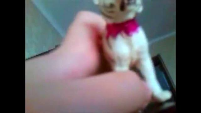 Schleich- История белой тигрицы. Часть 1. Слушая ветер смотреть онлайн