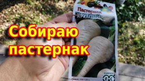 Пастернак круглый, что выросло