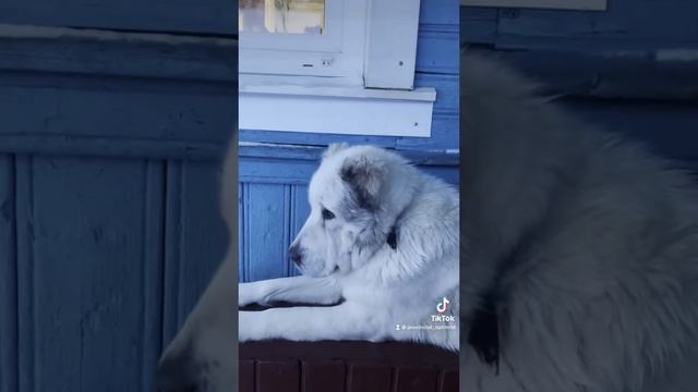 Алабайка