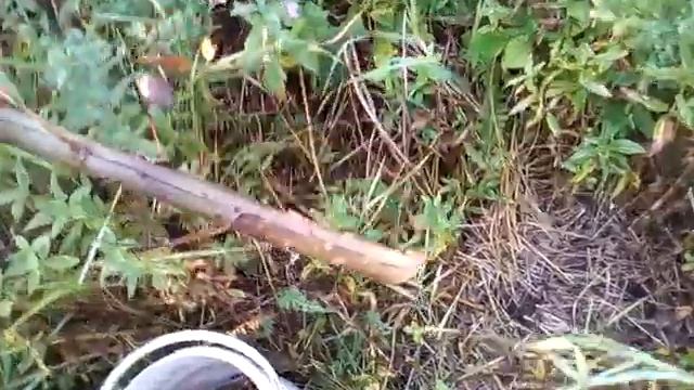 Как правильно посадить укоренённые черенки пирамидального тополя.) смотреть онлайн