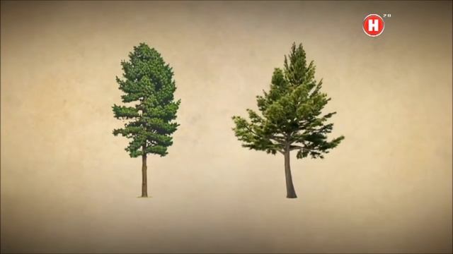 ᐉ 1OO% КУПИТЬ ЛЕС СОСНА КРУГЛЯК? Брус Цена Берёза Пиломатериал Оптом Доска | ЗВОНИ ☎ +79235387770