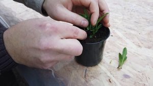 Как Укоренить Ромашку Из Черенка. Леукантемум. Нивяник.