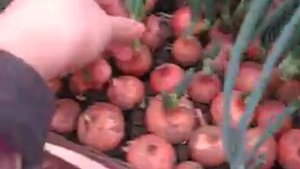 Бизнес на зеленом луке.Надо ли замачивать и обрезать?