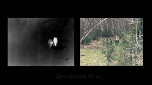 Охота на кабана с тепловизором (FORTUNA.ARMY)