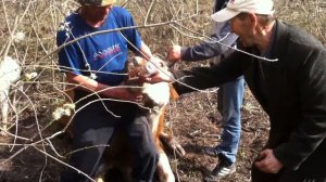 Кузьмич зовет заниматься любовью с коровами