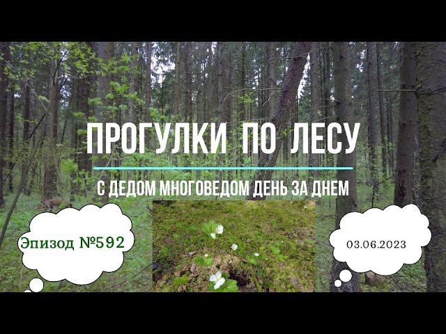 Прогулки по лесу. День за днем с дедом Многоведом. 3 июня 2023г. Эпизод 592.