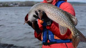 САМАЯ БОЛЬШАЯ РЫБА: ЩУКА 7 КГ, ХИММАШ, НИЖНЕИСЕТСКИЙ ПРУД 20 СЕНТЯБРЯ 2015