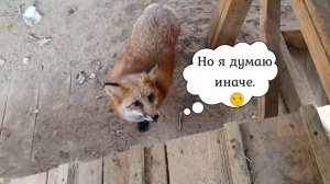 ЛИ СЯО. Лиса - Алиса. День, когда лиса отправилась на прививку. Забавные моменты.