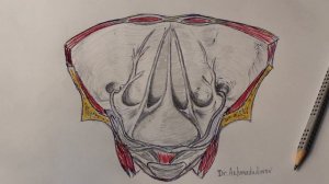 Топографическая анатомия паховых ямок. Паховые грыжи. Передняя брюшная стенка