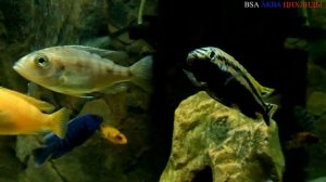 Окрашивание Меланохромис Ауратус (Melanochromis Auratus) на протяжении года.