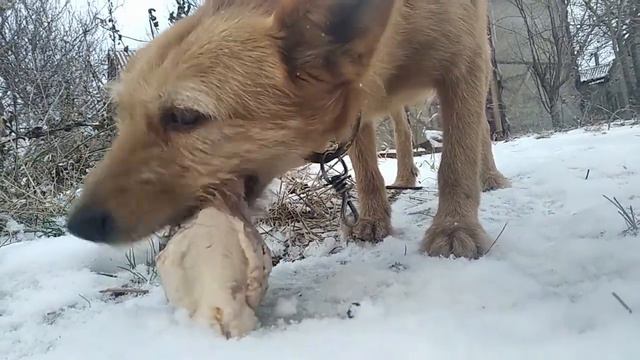 Как собака Любит хозяина. Как собака кушает.