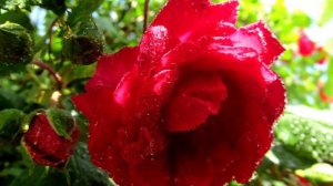 Мой фильм.wlmp.mp4    О, чудесная, дивная роза !!!