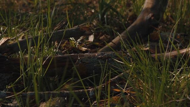 Катаемся в поле на квадроцикле CF Moto и тестируем кованый топор Путник от кузницы Железные братья. смотреть онлайн