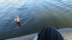 Рыбалка в ноябре на щуку!Блин думал уже что трофея тяну!!Щука на микроджиг#рыбалка #щука