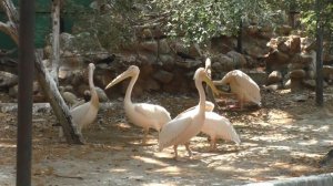 White Pelicans (HD)