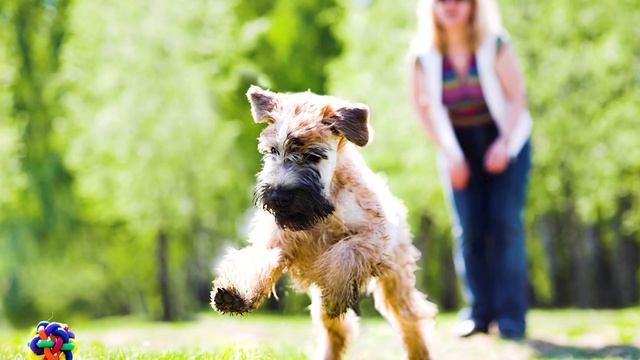 ПРАВИЛА СОДЕРЖАНИЯ СОБАК В РАЗНЫХ СТРАНАХ МИРА | Как живется собакам в Европе, Америке или Японии? смотреть онлайн
