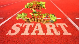 Старт рассады Трей и фриго.