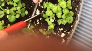 Transplanting Coleus Seeds 30 days after Germination | ButterFlyTV