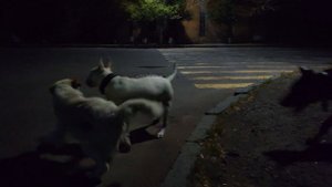 Дворняжка против Добермана и Бультерьера Рой и Снап