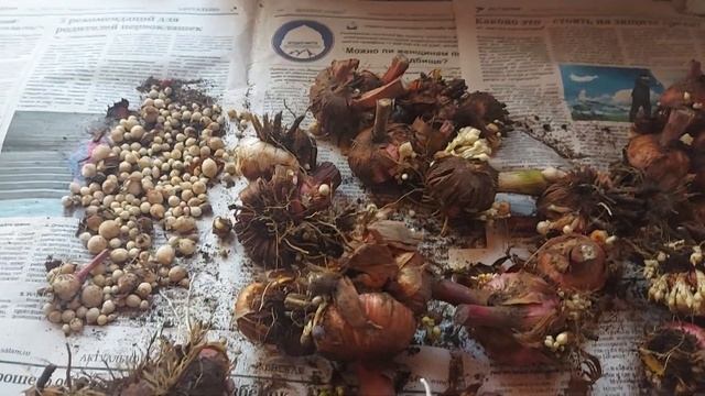 Что делать с гладиолусом? смотреть онлайн