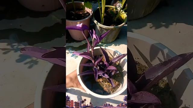 Purple Heart plant | home decor | motivational video
