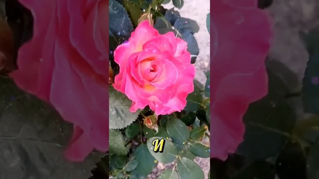 Доброго утра! #сдобрымутром ##доброеутро #музыкальноепожелание #пожелание #музыкальнаяоткрытка смотреть онлайн