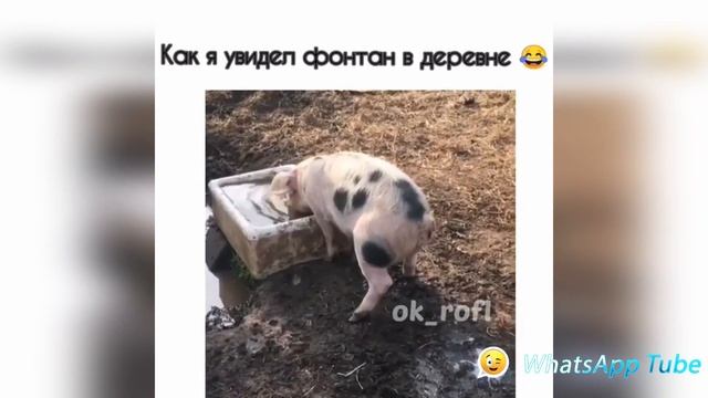 ВАТСАП ВИДЕО/Подборка август 2019 #7 смотреть онлайн