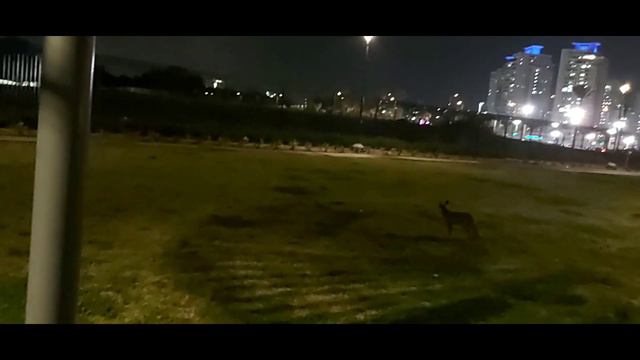 Fox and Cats.Лиса в парке и другие кошки,лисы. смотреть онлайн