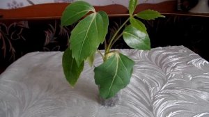 Шеффлера (Schefflera) : выращивание из  семян в домашних условиях.Часть 2-я