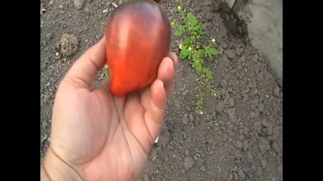 Томатные фавориты! смотреть онлайн