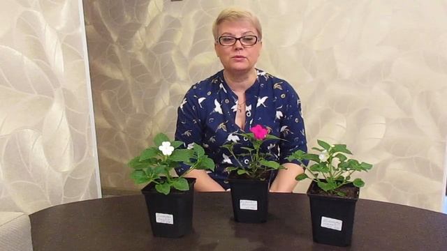 Не перестаю восхищаться этими красавцами. смотреть онлайн