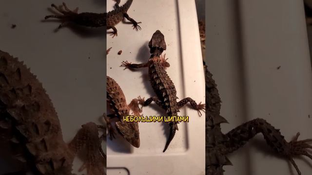 Настоящий ручной ДРАКОН😱🔥 #интересныефакты #факты