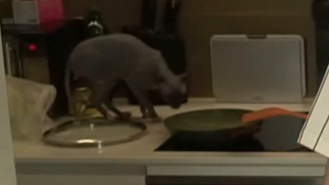 ПРИЯТНОГО АППЕТИТА смотреть онлайн