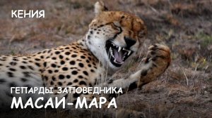 Мир Приключений - Гепарды и шакал. Атака гепардов. Национальный парк Масаи-Мара. Кения.