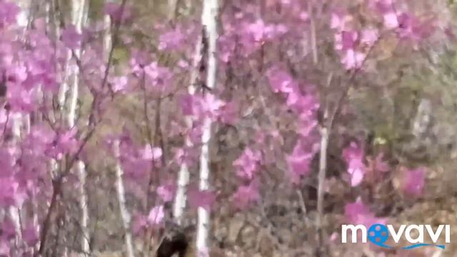 21.Багульник.Розовое море багула(часть 2) смотреть онлайн