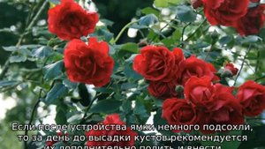 Плетистая роза: посадка и уход в открытом грунте