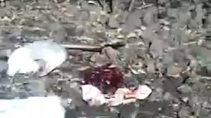 Обычая Деревенская рубка куриц и уток)