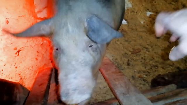 Миллион на свиньях.Опорос у свиноматки породы пьетрен. Рацион кормления у поросят.
