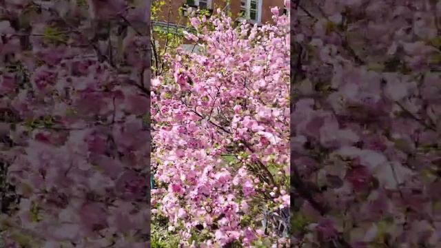 С первым днём лета! 1 июня 2023 год! смотреть онлайн