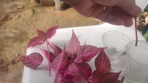 Bloodleaf Water Propagation