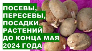 Посевы, пересевы, посадки до конца мая 2024 Crops, reseeding, planting until the end of May 2024