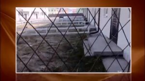 живая изгородь из ивы купить в спб